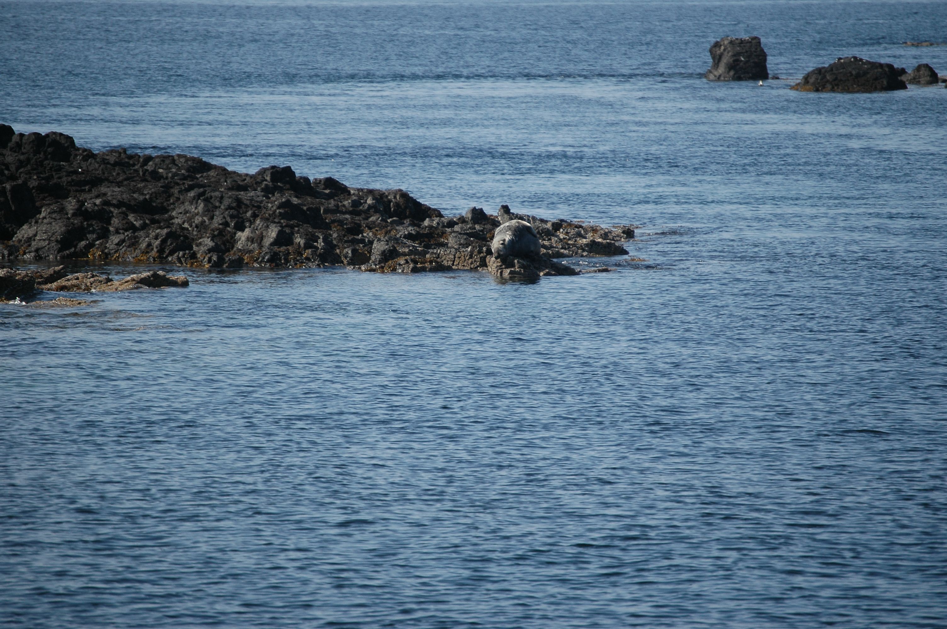 photos/wildlife/Mammal_Species/Common_Seal/Scotland 2008 1653.JPG
